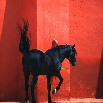 Herbert Ypma, Conquistador