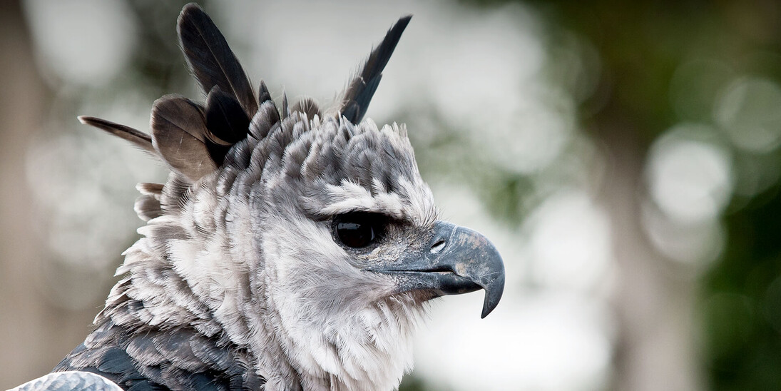 Ralph W. Schreiber Hall of Birds. Courtesy of The Natural History Museum