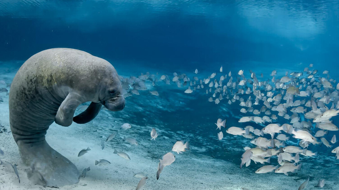 Nature’s Best Photography. Courtesy of Smithsonian's National Museum of Natural History