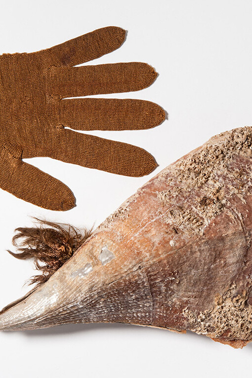 Molluscs. Courtesy of Museum für Naturkunde