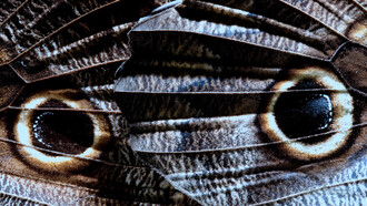 Acercamiento a las alas de una mariposa nocturna