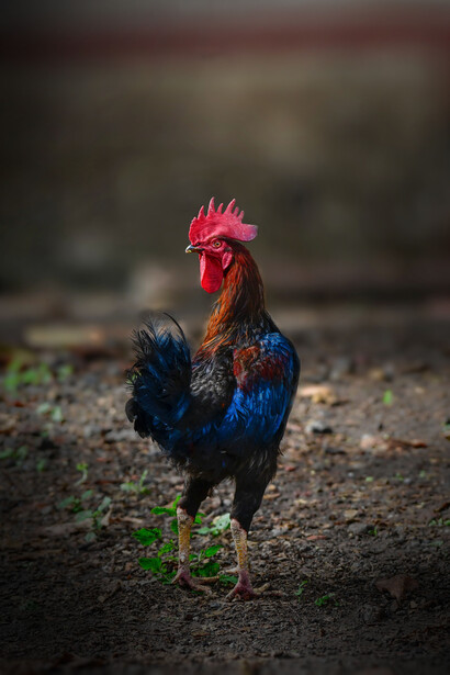 Gallo. Arriva il mattino. Me ne accorgo perché il gallo inizia a cantare
