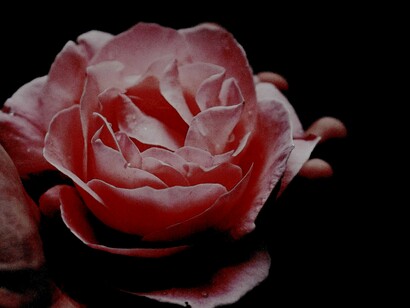 Una rosa para el mundo de finales de siglo