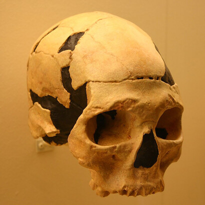 Teschio di Homo sapiens, 41.500–39.500 anni, scoperto nel 2003, Peștera cu Oase, Romania. Teschio apparentemente modermo ma che conserva alcuni tratti arcaici dell'Homo neanderthalensis
