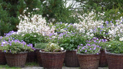 Cesti con Geranium violetti e Gaura lindheimeri 
