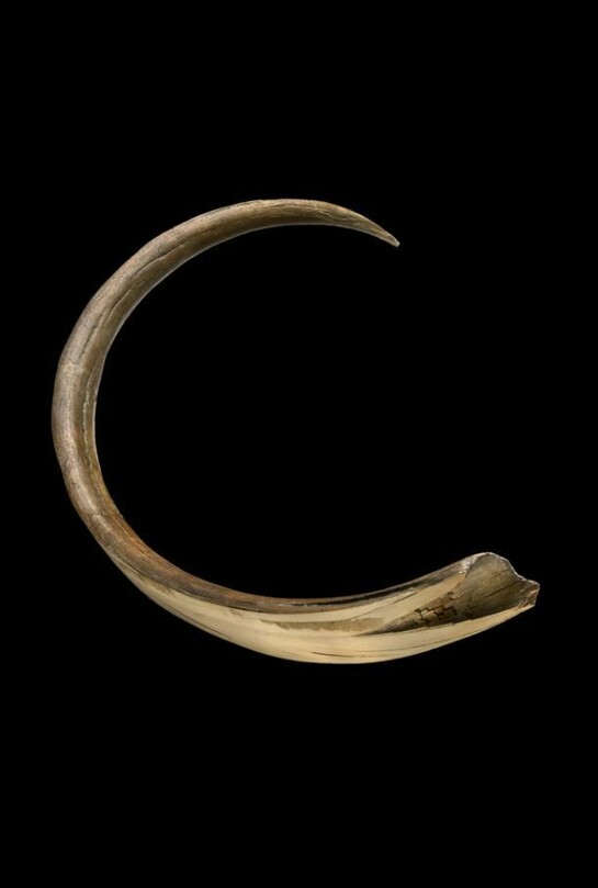 Mammoth tusk - scientists examine mammoth tusks to discover how old the animal was at the time of its death. Similar to rings on a tree, mammoth tusks grew in layers, year by year. Photo by John Weinstein © The Field Museum