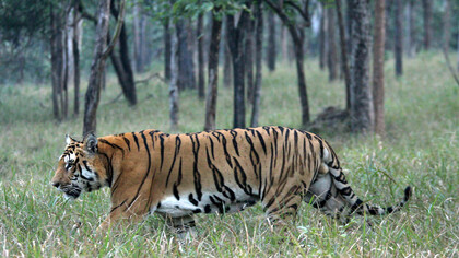 Tiger - Simlipal National Park