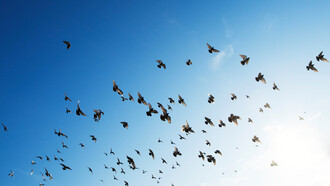 Freedom as pursuit of happiness
