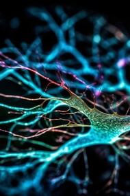Una mente stimolata mantiene alta la neuroplasticità, che è essenziale per adattarsi ai cambiamenti e prevenire il deterioramento cognitivo