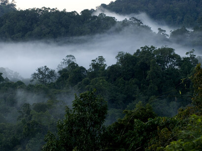 Misty weather in Nelliyampathy