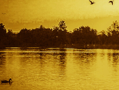 Pobre de todos nosotros que lo único que queríamos era robarle un sorbo de agua al fondo de este embalse que nos traga como si fuéramos cotorras de lengua negra