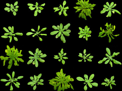 A program for eugenetics