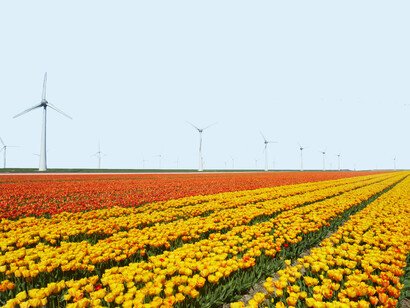 More tulip fields in Schagen, Holland use wind turbines for energy