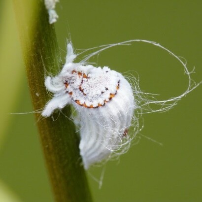 Cochinilla acanalada («Icerya purchasi»)
