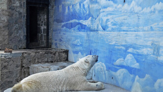 Sadly, unhealthy and dreary polar bear enclosures such as this still exist. Chile’s only polar bear “Taco” died in 2015 at the age of 18 at the National Zoo in Santiago. For years, activists protested its captivity in the capital with blockades and burning barricades. (Photo by Aldo Fontana)