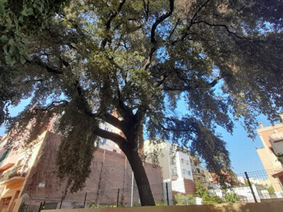 Fotografía de Oscar Farrerons. El jardín de la encina de Gràcia se abrió al público definitivamente en mayo 2022, Barcelona, España