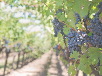 Uva. Il consumo di vino va a vantaggio della ricerca della qualità