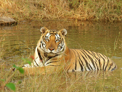 A tiger in the water