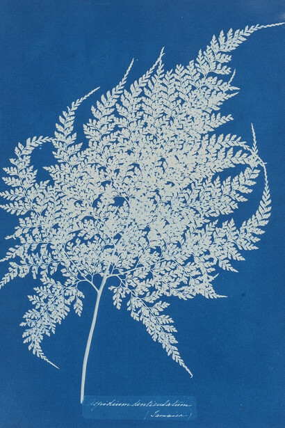 Anna Atkins
English, 1799–1871
Aspidium denticulatum, Jamaica, Plate from Cyanotypes of British and Foreign Flowering Plants and Ferns
1854
Cyanotype
Image/sheet: 13 x 9 9/16 in. (33.0 x 24.3 cm); mount: 19 x 14 ¾ in. (33.0 x 24.1 cm)
Sidney and Lois Eskenazi Museum of Art