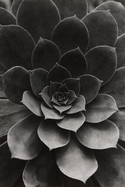 Sepervivum Percarneum, Albert Renger-Patzsch, 1922 © The Royal Photographic Society Collection at the National Media Museum, Bradford / SSPL