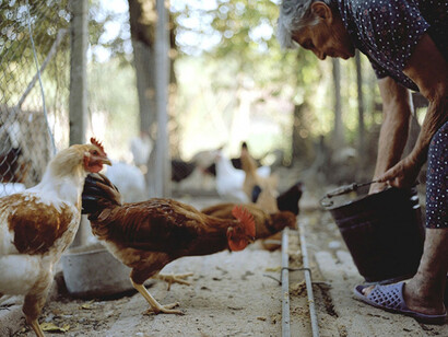 Staff, Tsvetelina Ivanova, Stejerovo
