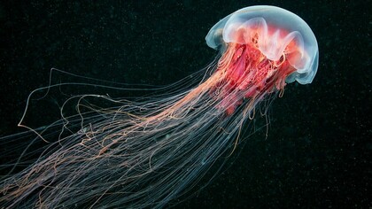 Una medusa nel oscurità del mare profondo. Il riscaldamento delle acque marine spinge sempre più specie marine a emigrare verso ambienti più favorevoli per il loro ciclo vitale. Ciò influenza inevitabilmente la vita della fauna presente nei mari interessati e, a volte, delle persone che abitudinariamente vi nuotano