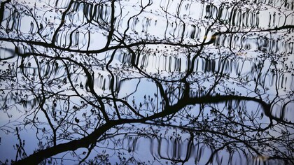 Nel riflesso dei rami sull’acqua riconosciamo ciò che siamo: osservatori e parte dello stesso movimento instabile