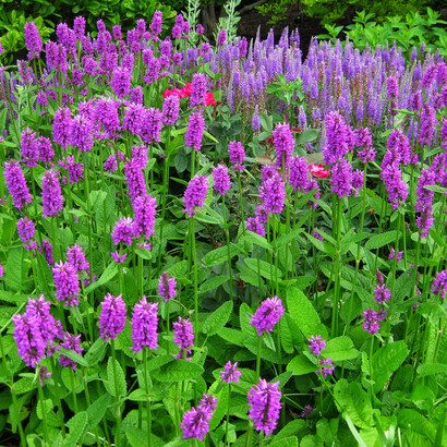 Betonica (stachys officinalis)