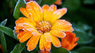 Una flor cubierta de escarcha
