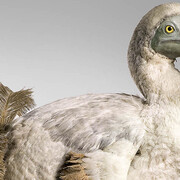 Masterpieces of Taxidermy. Courtesy of Museum für Naturkunde