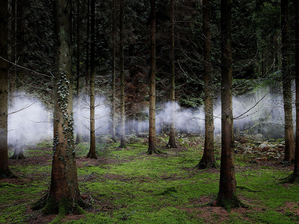 Ellie Davis, Between the Trees