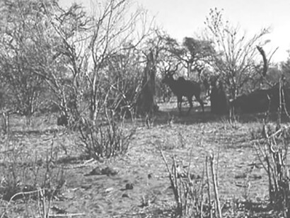 Gnu nel Hwange National Park