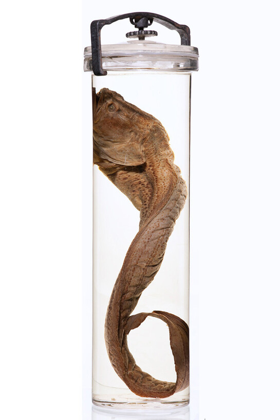 Ichthyology. Courtesy of Royal BC Museum