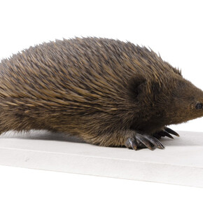 Mammals. Courtesy of Tadas Ivanauskas Zoological Museum