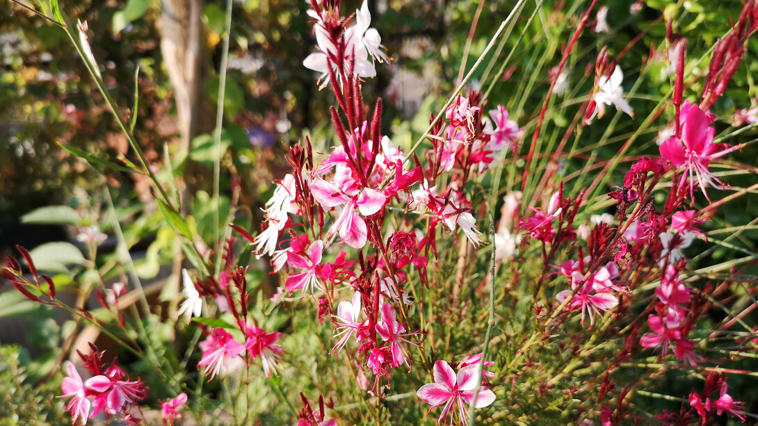Fioritura di gaura in vaso