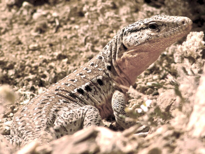 Ejemplar de iguana chilena, autóctona del Valle de Elqui, Chile