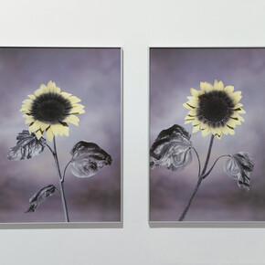 Viltė Bražiūnaitė and Tomas Sinkevičius, Honies, UV photography, Archival pigment print on Hahnemühle paper, 2021. Laurynas Skeisgiela / images copyright and courtesy of the artist and Galerija Vartai