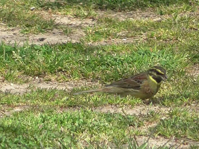 Un uccellino fotografato da Francesco
