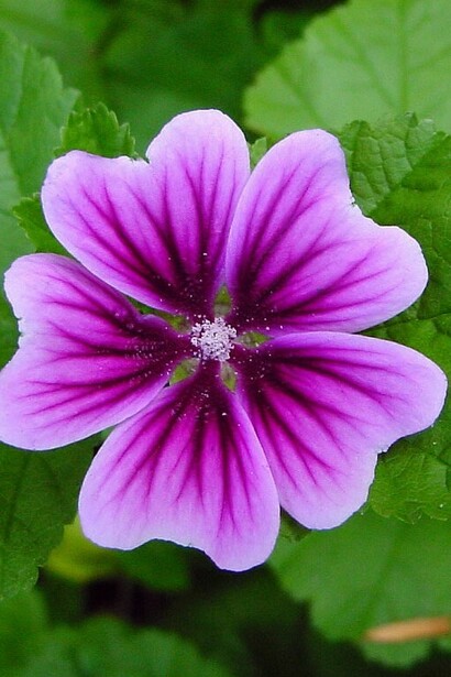 La malva è una pianta eliotropica, perché orienta i suoi fiori rosa-violetti al sole