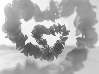 Rose petals cascading into a heart