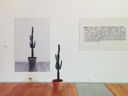 Une et trois plantes par Joseph Kosuth (1965)