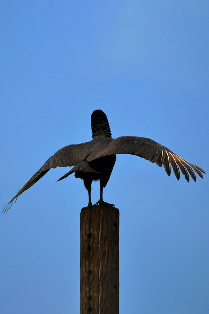 Poe scopre il suo genio precocemente 