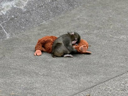 Em outra cena, o macaquinho permanece em posição fetal, agarrado ao brinquedo como se fosse sua única fonte de segurança. Em momentos de solidão, qualquer forma de acolhimento pode se tornar essencial para seguir em frente