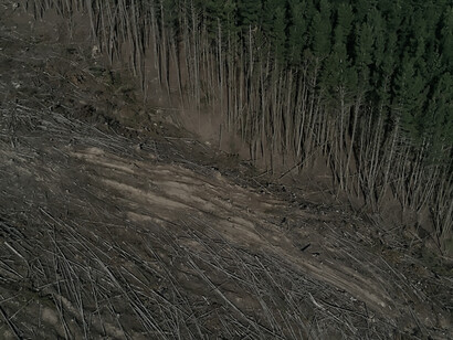 An evocative image captures the stark reality of deforestation, illustrating the far-reaching impacts of climate change and the irreplaceable loss of the biosphere