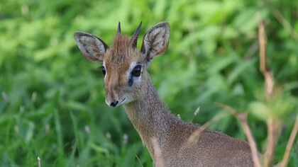 Kirk's Dikdik, Tsavo West National Park (c) Gehan de Silva Wijeyeratne