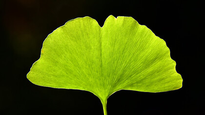 The gingko leaf