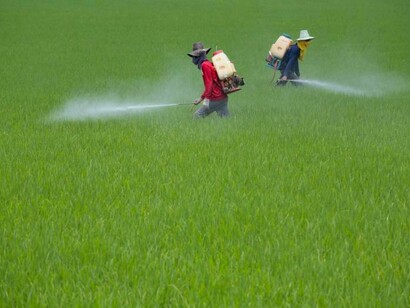 Los pesticidas se 'comen' nuestro cerebro