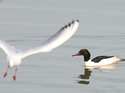 Goosander with Black-headed Gull at Abberton Reservoir, England photo by Gehan de Silva Wijeyeratne