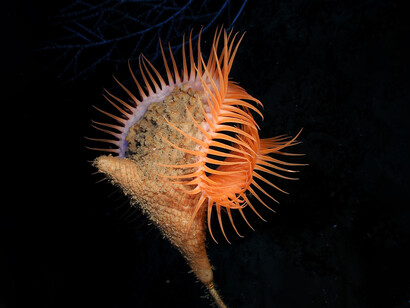 L'acidificazione altera l'equilibrio chimico degli oceani 