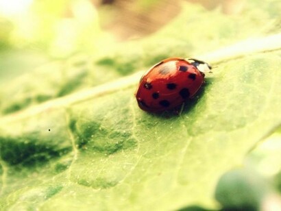 Ladybird